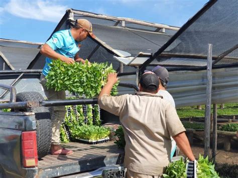 Tras La Ltima Lluvia Se Agiliz La Entrega De Plantines De Tabaco Ipt