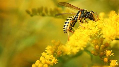 Wasp Exterminators Near Me Professional Wasp Control Services