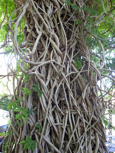 Types Of Vines On Trees At Blanca Thomas Blog