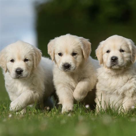 Golden Retriever Puppies For Sale In Florida