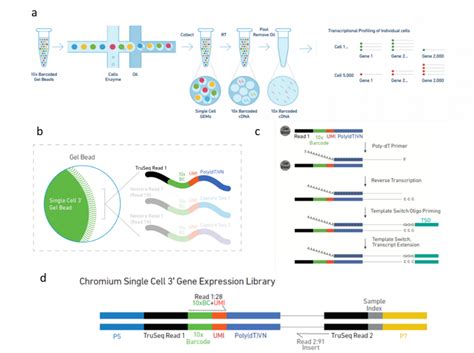 十问十答一文秒懂10x Genomics单细胞测序黑科技 哔哩哔哩