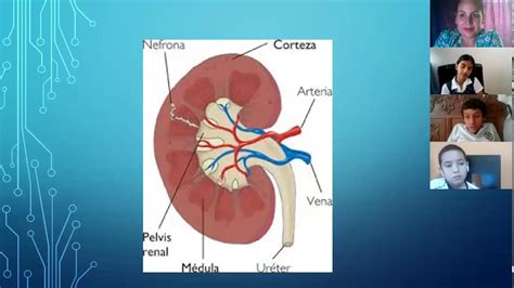 Clase De Ciencias Naturales 7 6 Repaso Enfermedades Sistema