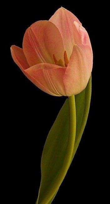 Pin By Ane Castro On Flowers Tulips Flora Flowers Flowers