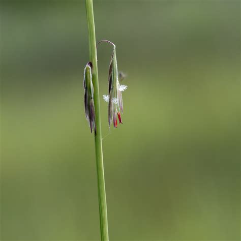 Bouteloua curtipendula (Sideoats Grama)