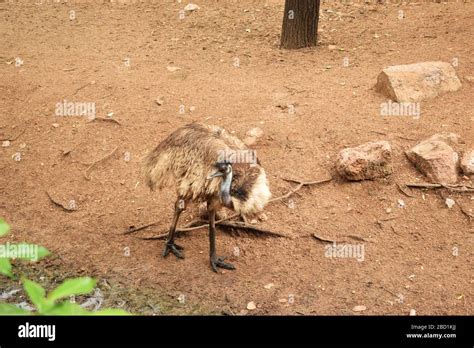 Wild Bird Ostrich Big Bird Standing In Zoo Park Stock Photograph Image