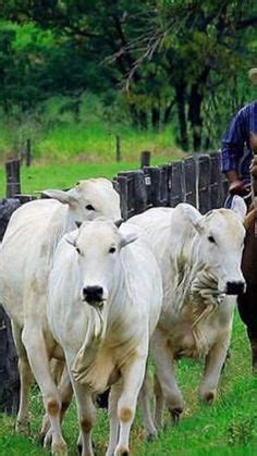 64 Best Jamaica #1 Cattle Breeds images | Milk cow, Cattle, Zebu