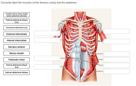 Thoracic Cavity Anatomy Posterior