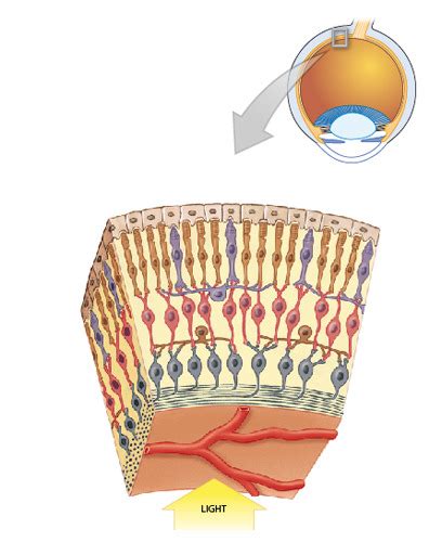 Layers Of The Retina Diagram Quizlet