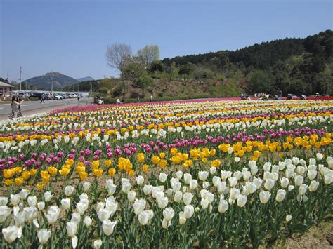 フラワーパークおおず ～2013年春～（大洲市） 愛媛さすらい日記