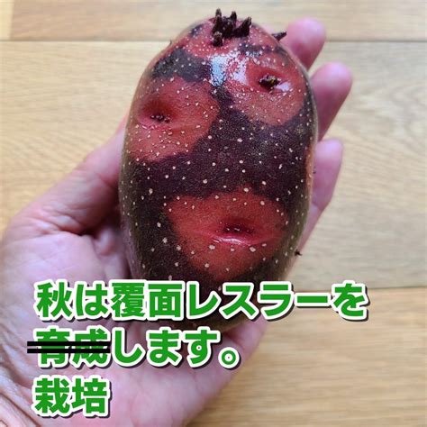 秋じゃがいも準備中（芽出し） ニャハハの家庭菜園－ポタジェと水耕栽培