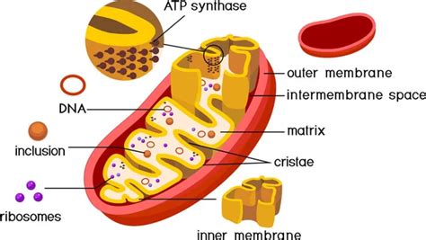 532 Mitochondria Vector Images | Depositphotos