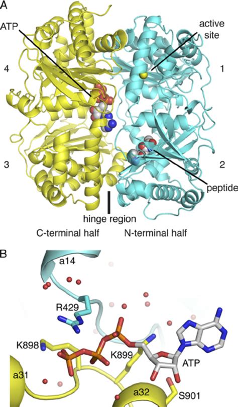 Atp Density A Sigmaa Weighted F O F C Electron Density Map