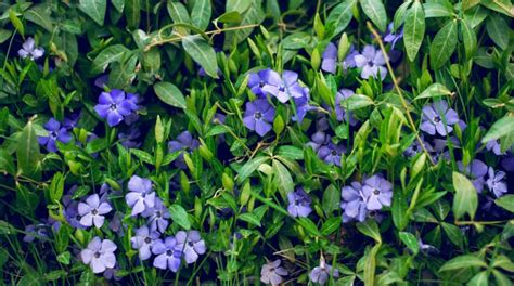 Gorgeous Perennial Flowers That Thrive In Shallow Soil