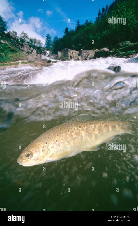 Trucha salmo trutta fario galicia fotografías e imágenes de alta