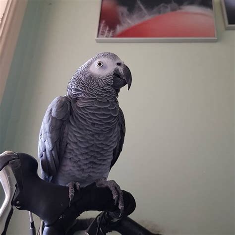 Tamed African Grey With Big Cage - Classifieds | Qatarbuyandsell.com