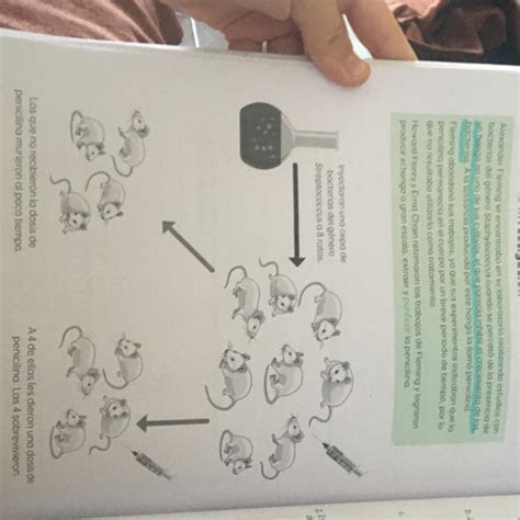 Qué evidencias obtuvieron Florey y Chain con su experimento Ayuda