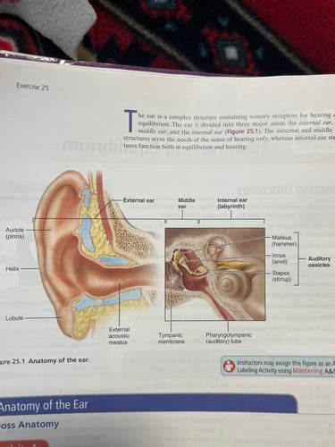 A P 2 LAB Exercise 25 Special Senses Hearing Equilibrium