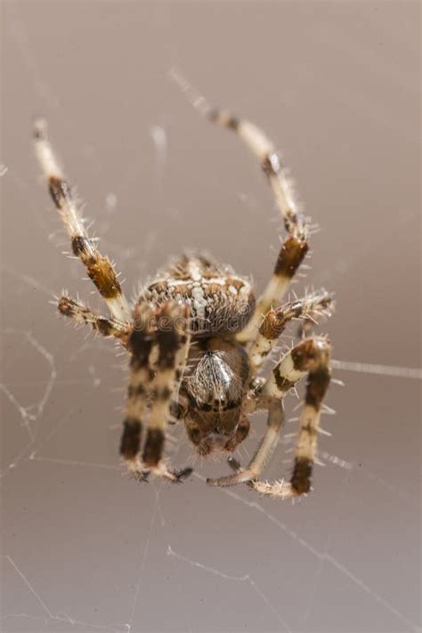 Araneus Diadematus 12 Stock Photo Image Of Isolated 159423492