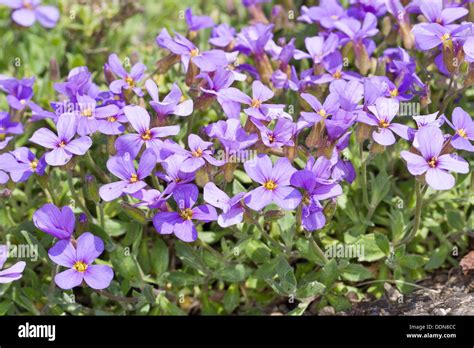 Aubretia Lilacbush Purple Rock Cress Rainbow Rock Cress Purple Rock