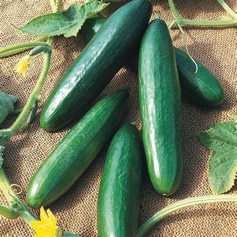 Cucumber Seeds Diva Vegetable Seeds In Packets And Bulk Eden Brothers