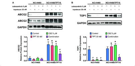 Effect Of Cabozantinib Combined With Topotecan On The Expression Of