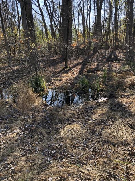 Walden Offers Wetland Delineation Services Walden