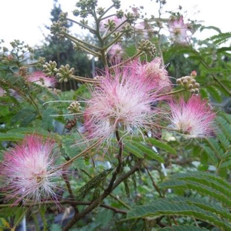 Perzische Slaapboom Albizia Julibrissin Loofbomen Planten Online