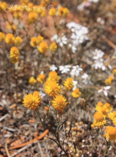Life Images By Jill Camp Food Western Australian Wheatbelt Granite