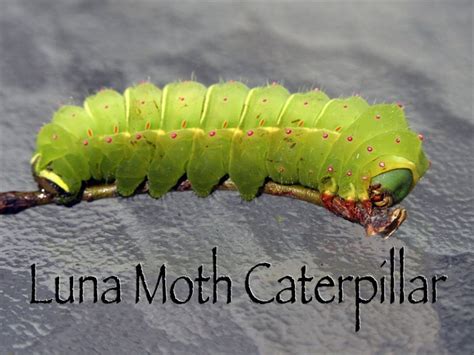 Luna Moth Caterpillar