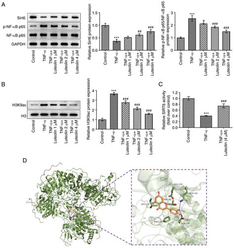 Luteolin Regulates The Sirt Nf B Pathway A The Expression Levels