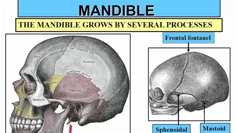 Oral Biology Development Of Maxilla And Mandible Youtube