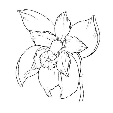 Introducir Imagen Dibujos De Orquideas Para Colorear Y Imprimir