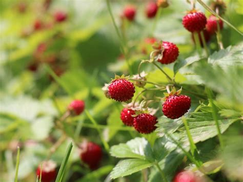 Woodland Strawberry Information How To Grow An Alpine Strawberry Plant