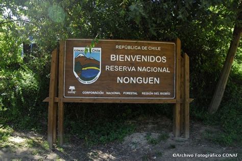 Conaf anuncia cierre preventivo del Parque Nacional Nonguén Pacífico