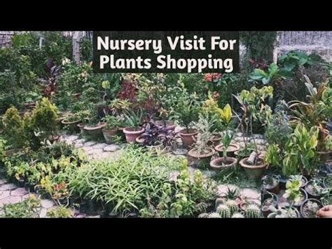 Plant Nursery Visit Plants Shopping Vlog Complete Information About