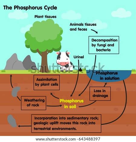 Phosphorus Stock Images Royalty Free Images Vectors Shutterstock