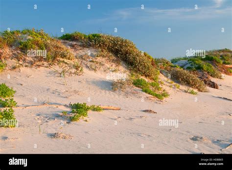 Malaquite Beach dune, Padre Island National Seashore, Texas Stock Photo ...