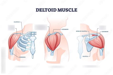 Human Deltoid Diagram Quizlet