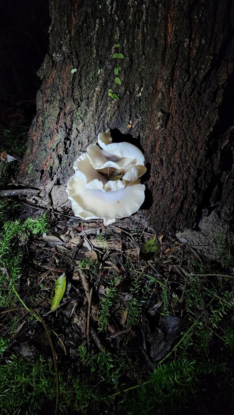 Ghost Fungus From North Wollongong NSW 2500 Australia On May 6 2024