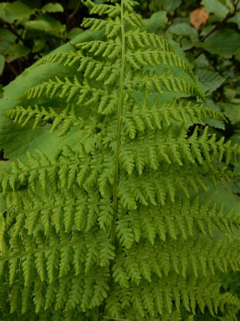 Photo Alpine Lady Fern Athyrium Distentifolium