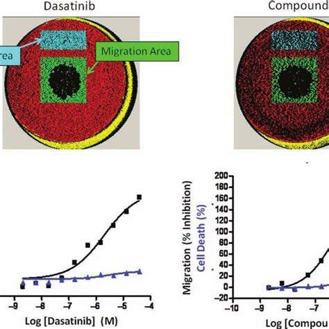 Multiplexed Assay Simultaneously Monitors Endothelial Colony Forming