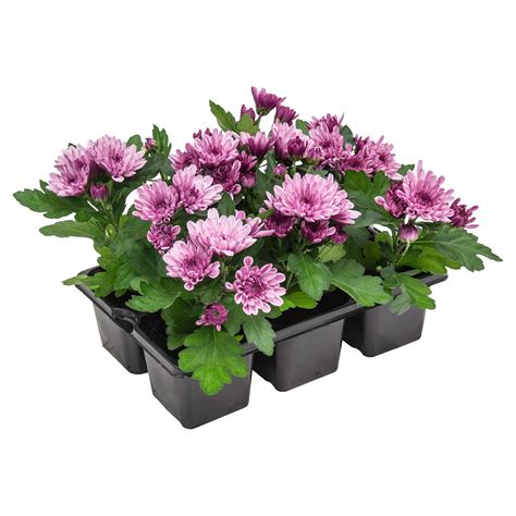 GARDENLINE Blühpflanzen 6er Tray ALDI SÜD