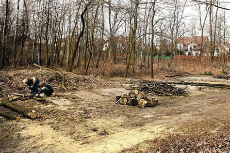 Prokuratura Tropi Wycinki Drzew W Lesie Borkowskim I Przy Ul Malborskiej