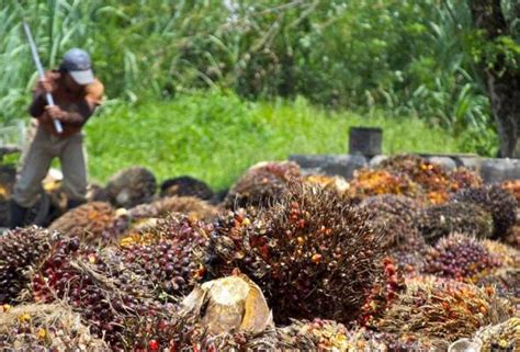 Small Farms The Key To Malaysia S Palm Oil Sustainability Astro Awani