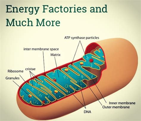 Mitochondria - Should we train movements or muscles?