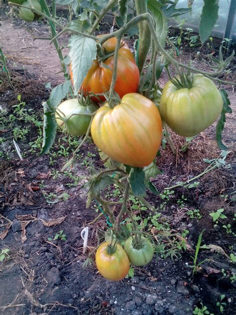 Томат Абаканский розовый: описание сорта, ОТЗЫВЫ (47), фото | tomatland.ru