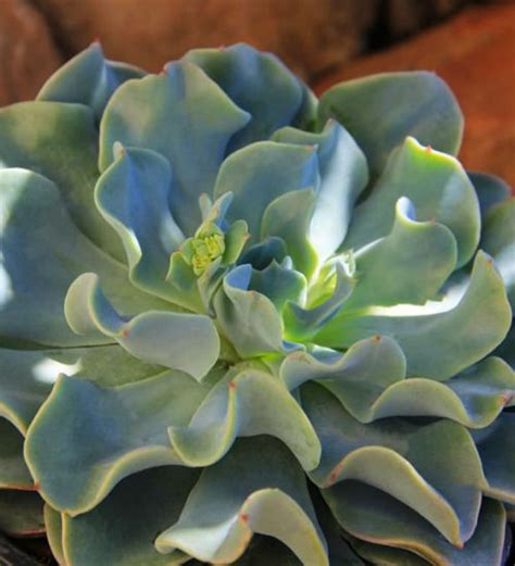 Echeveria Galaxy Blue Succulent Guide