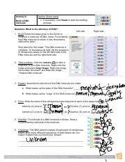 Interactive Dna Molecule Building Activity With Gizmo Course Hero