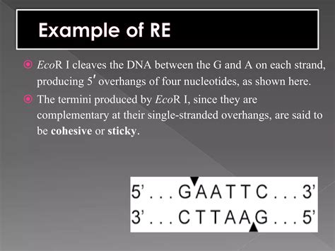 Restriction Endonucleases Ppt