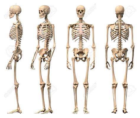 5th Skeleton Proportions